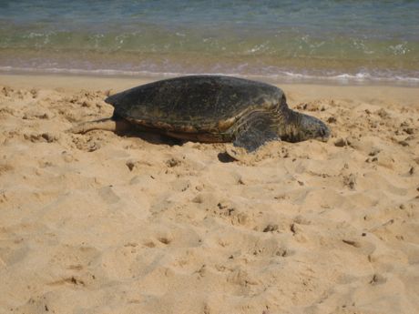 This is the big turtle on the beach...