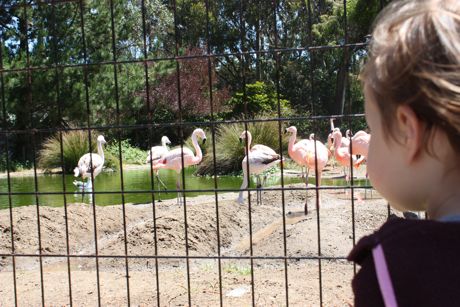 Maile's view of the flamingos...