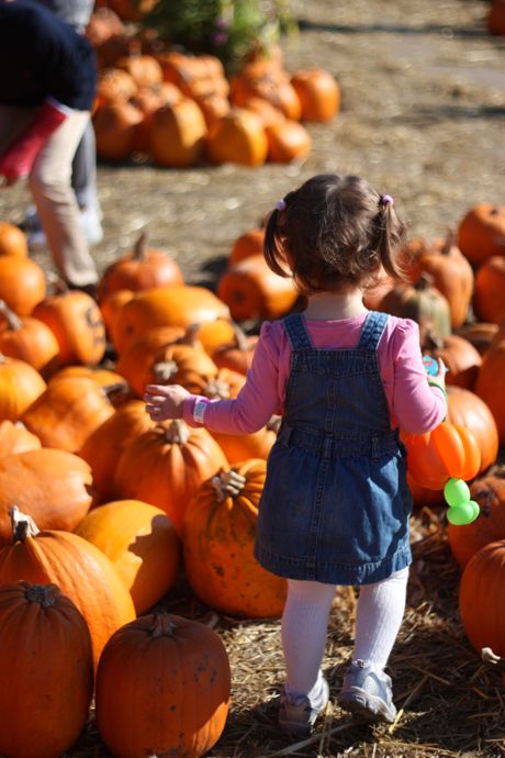 Maile starts the search for her perfect pumpkin...
