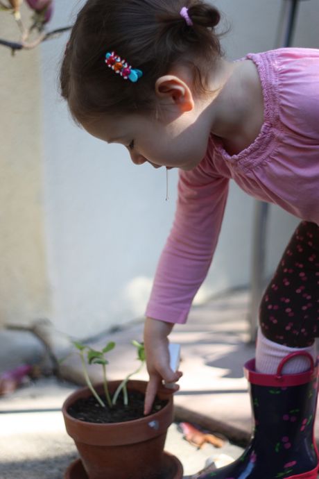 First I check the soil to see if it is too dry and needs some more water... (Dad note: yup, that's drool - Maile Girl just getting a head start on the next step ;)