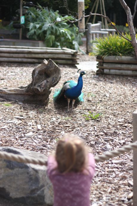 Peacocks! So pretty!