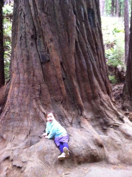 These trees are crazy big!