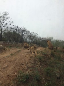 Lions right outside our bus...