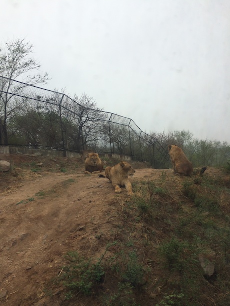 Lions right outside our bus...