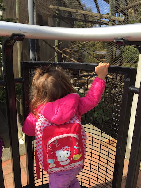 Lauren ran up to every fence, poked her head against it and then yelled to me when she saw the animals - pretty much the way a zoo should be viewed!