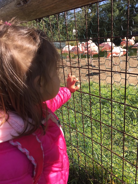 Checking out the flamingos - "pink!"